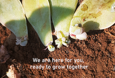 image of succulents